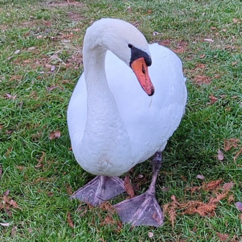納庄 宏明さん｜ マツダ株式会社 Android Engineer